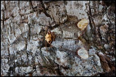 Buff-tip (Oxhuvudspinnare) on a piece of Birch - Grnhgen