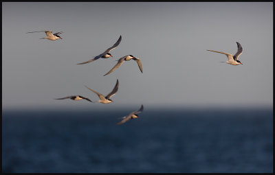 Common Terns (Fisktrnor) on migration at Seby