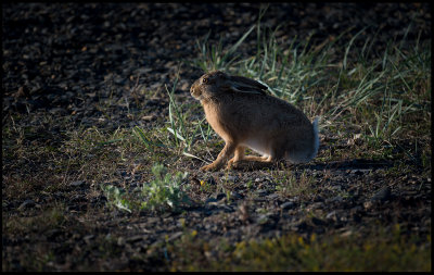 European Hare (Flthare) at Ottenby