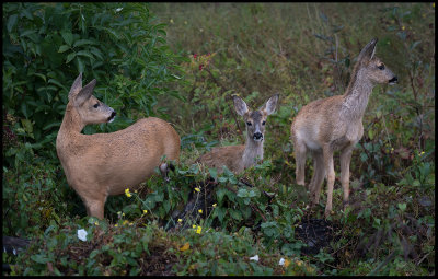 Female Deer with two fawns - Grnhgen