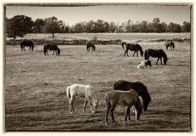 Horses near Brby