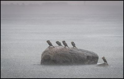 Cormorants in HEAVY rain - Grnhgen