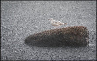 Gull in HEAVY rain - Grnhgen