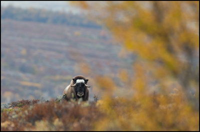 Female Muskox in autumn landscape