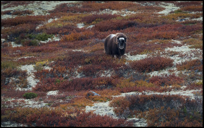 Musk Ox on Dovrefjell in autumn colors