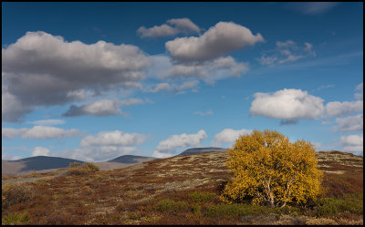 Autumn colors on Dovrefjell