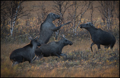 Moose boxing - Fokstumyra Norway