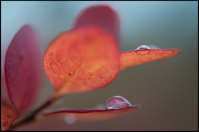 Bog Blueberry (Odon) in autumn colors