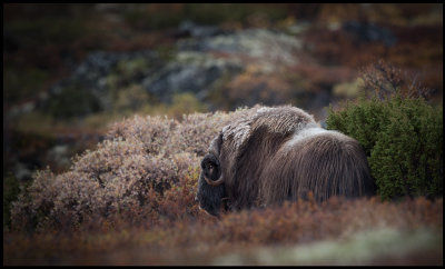 Mysk Ox bull on Dovrefjell