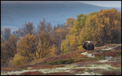 Female Muskox in autumn landscape - Norway