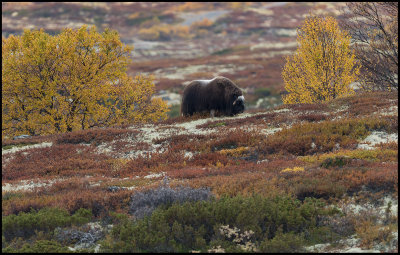 Female Muskox in autumn landscape