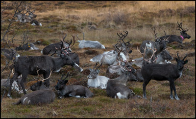 Reindeers at Brekka near Swedish border