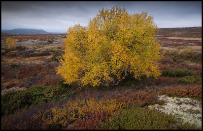 Autumn colors at Dovrefjell