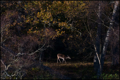 Fallow Deer (Dovhjort) Ottenby Lund