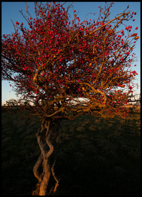 Swedish Whitebeam (Oxel) in sunset light - Ottenby