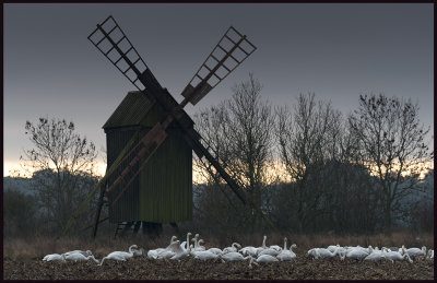 Whooper Swans (sngsvanar) near Kastlsa