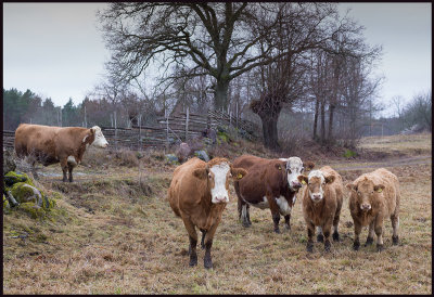 Cows at Krkens - Oskarshamn