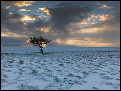 Early morning at Schferingarna - Ottenby