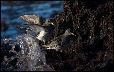 Purple sandpipers (Skrsnppor) running away from a small wave - Ottenby