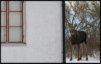 Moose at The Kings hunting cottage - Sibyllas Jaktstuga