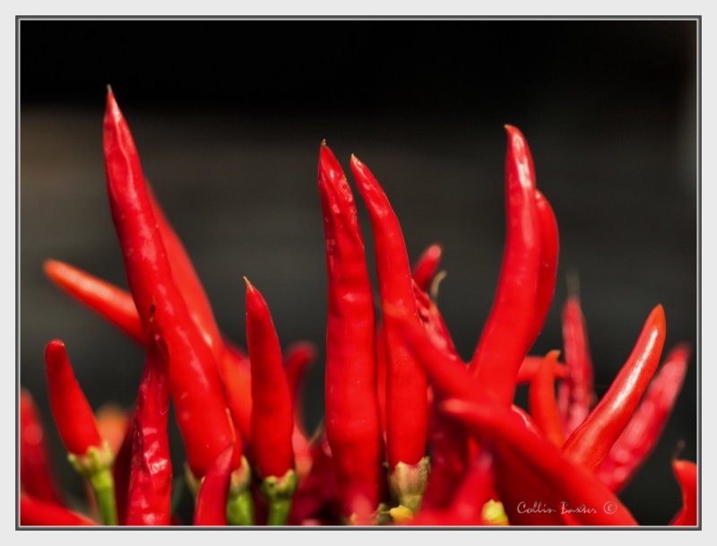 1024xpeppersP1180028.jpg