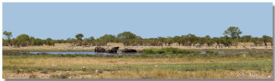 Etosha 16