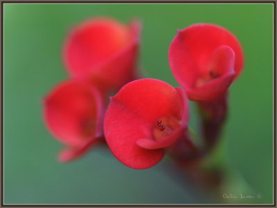 1024xflower70cP4063662.JPG