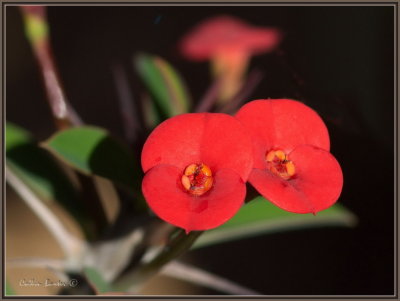 1024xfower42a_4063525.jpg