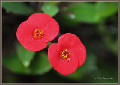 1024flower10P4183899.JPG