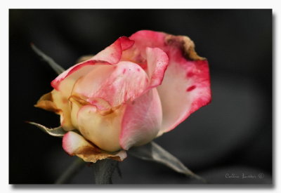 1024flower20cP4183920.jpg