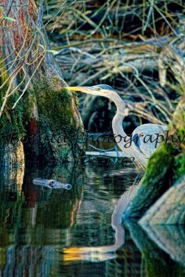 Water birds and animals