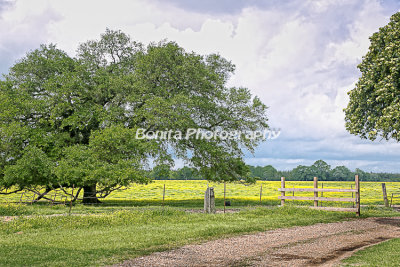 St Tammany Parish Landscapes