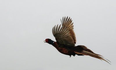 Eurasian pheasant (Phasianus colchicus)