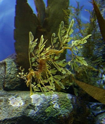 monterey_bay_aquarium