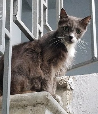 Street cat in Tbilisi Georgia