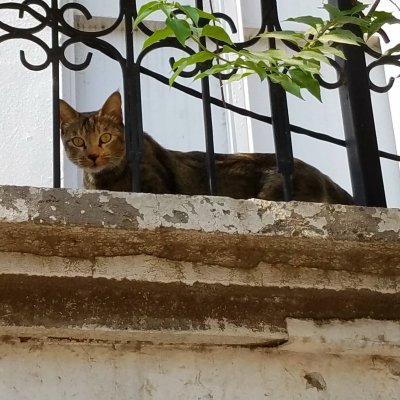 Street cat, Lahore Pakistan