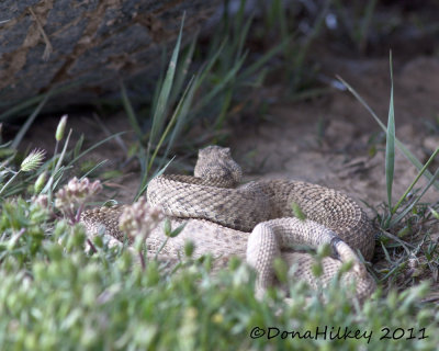 RATTLESNAKES