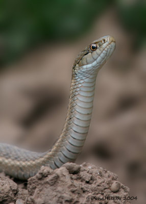 OTHER SNAKES