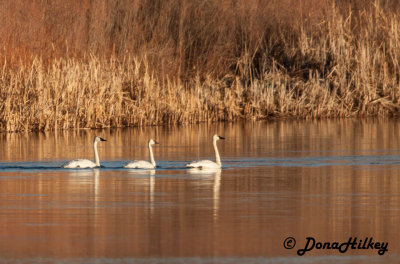 Trumpeter Swans