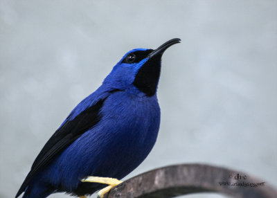 bird2.jpg