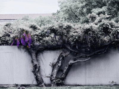 tree.jpg