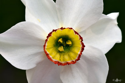 flower.jpg
