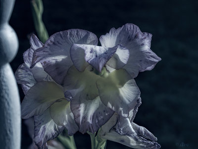 flowers.jpg