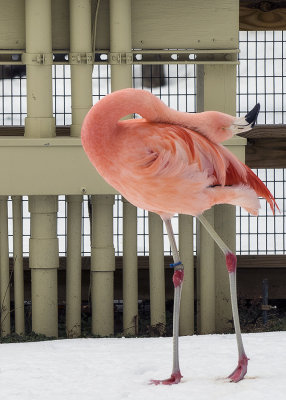 Dancing Flamingo