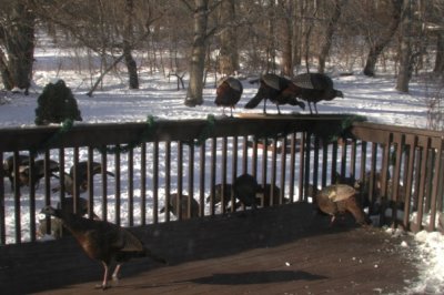 Turkeys on the deck