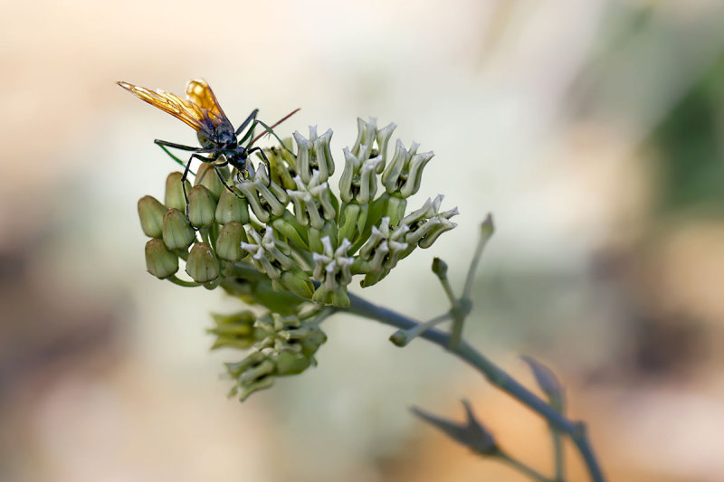 Hornet