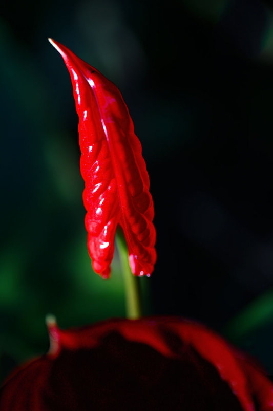 Flamingo flower