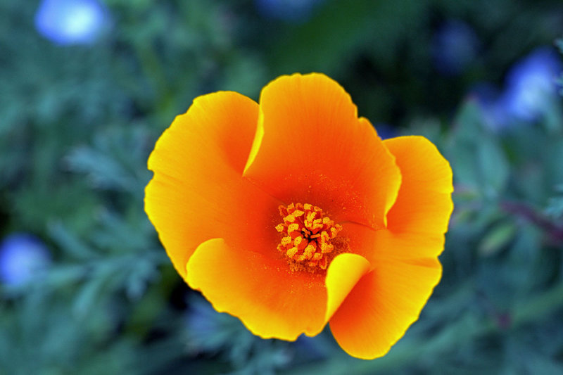 California Poppy