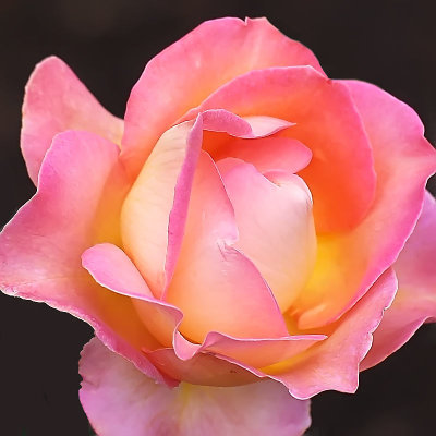 Scepter'd Isle rose
