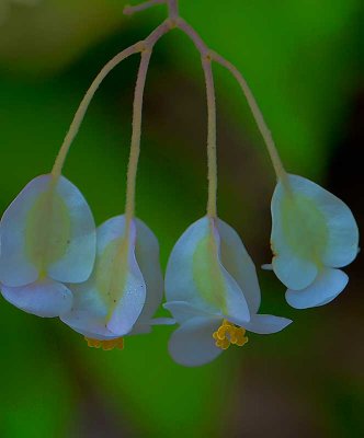 Lily Pad Begonia (Mexico, Guatemala)